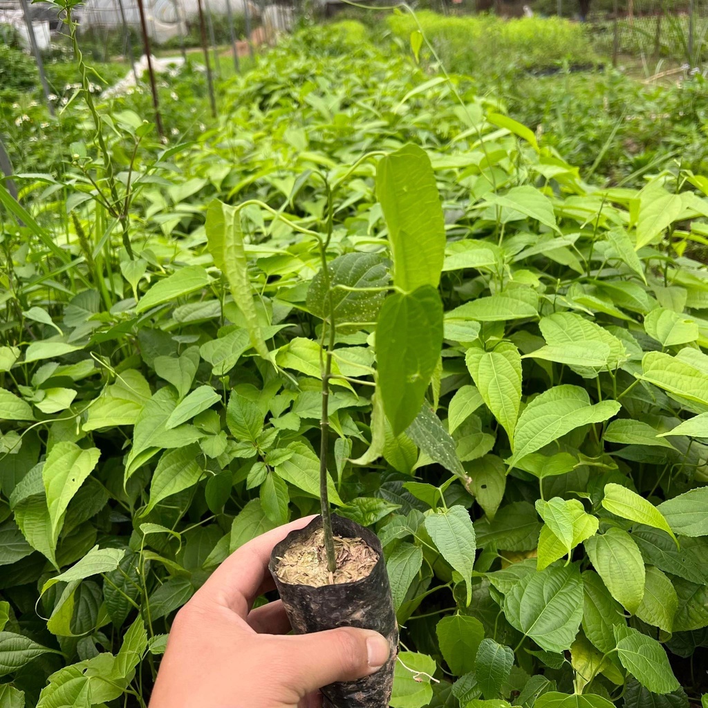 [Cây dược liệu] Cây Sa chi giống cao 30-40cm (Ảnh thật).