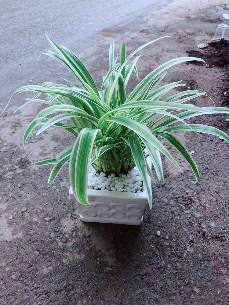 Chậu Lan Chi