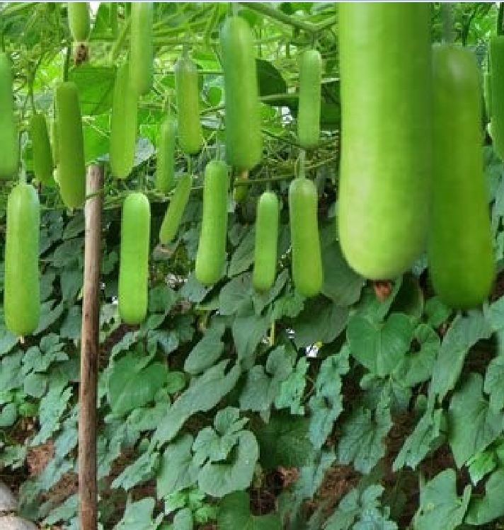 Hạt giống bầu lai siêu trái-hạt nãy mầm đều-20 hạt