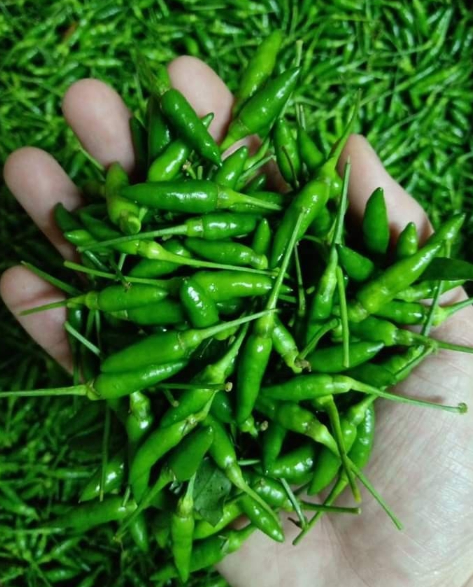 [HCM]Hạt giống Ớt Xiêm Phú Nông - 1gr