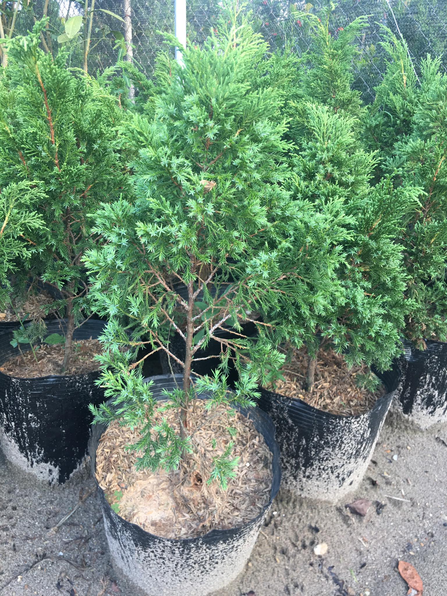 Cây tùng tháp (tùng cối, duyên tùng) cây cao 40-50cm (chưa giao các tỉnh thành miền nam)