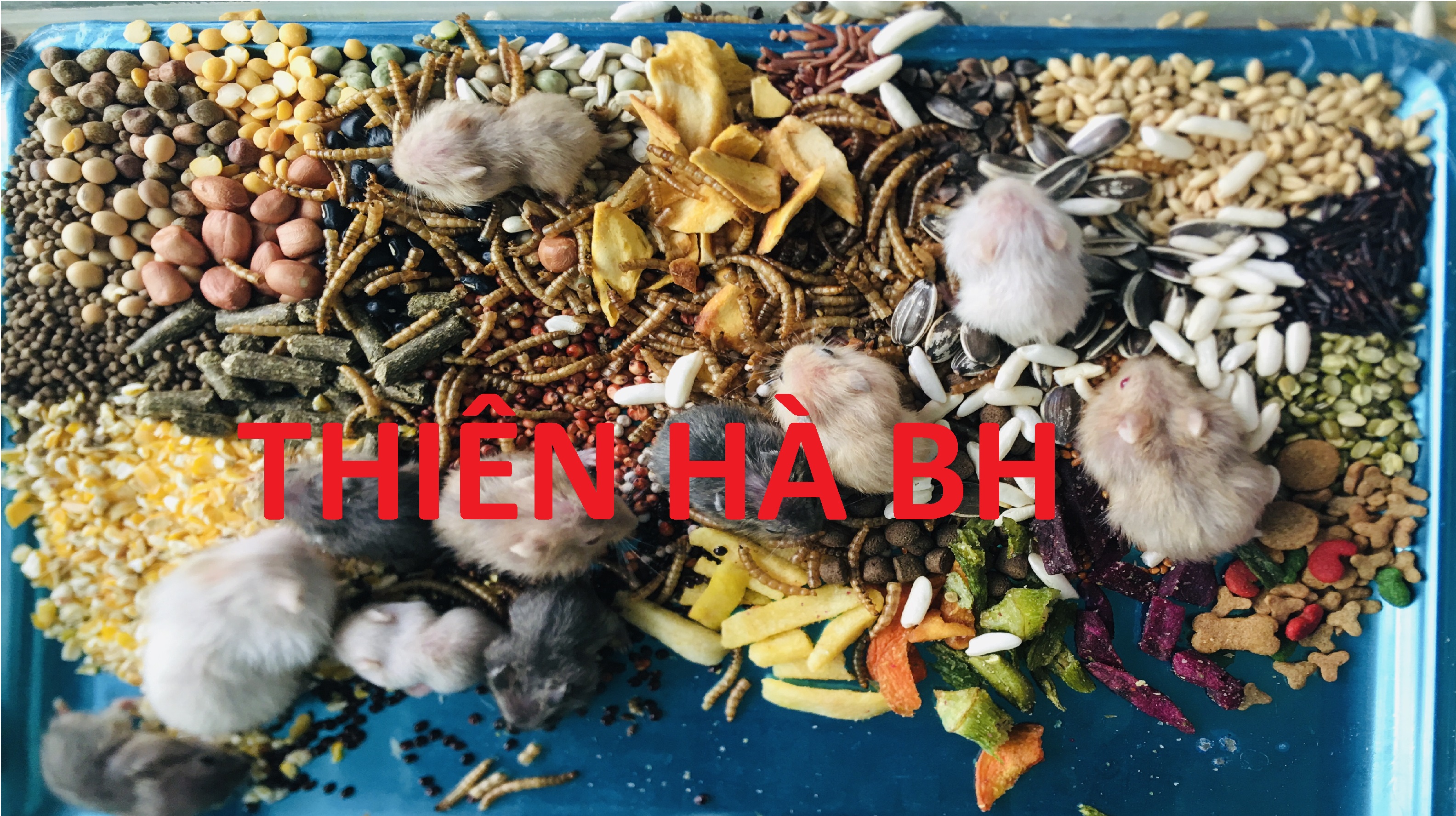 Thức Ăn Hamster CÓ SÂU SẤY + 35 THÀNH PHẦN GIÁ SỈ
