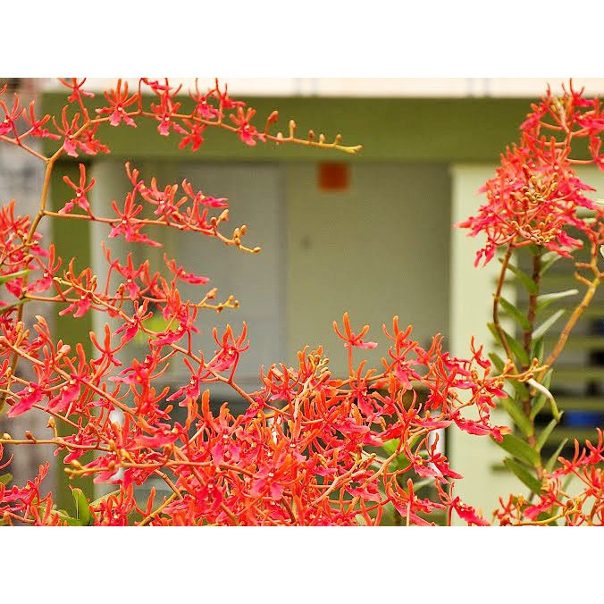 [Chuẩn Giống F1] CÂY GIỐNG LAN PHƯỢNG VỸ ĐỎ