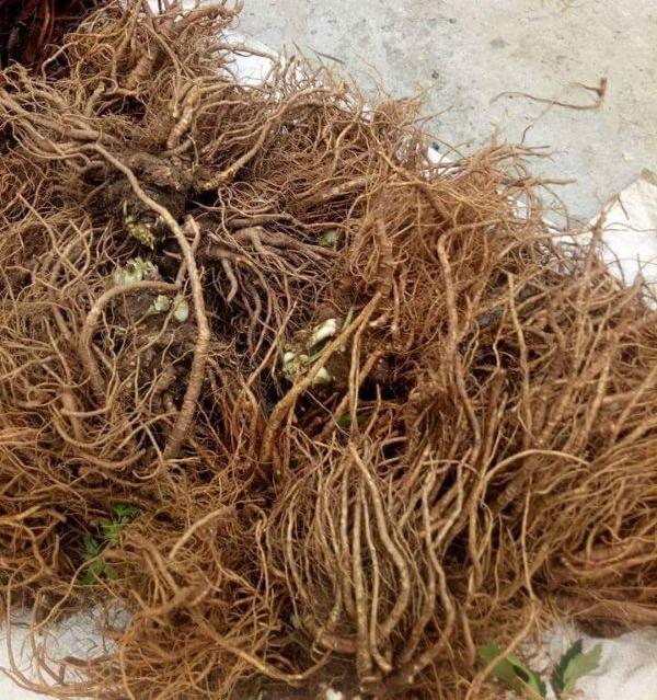 Sâm Đương Quy 1kg