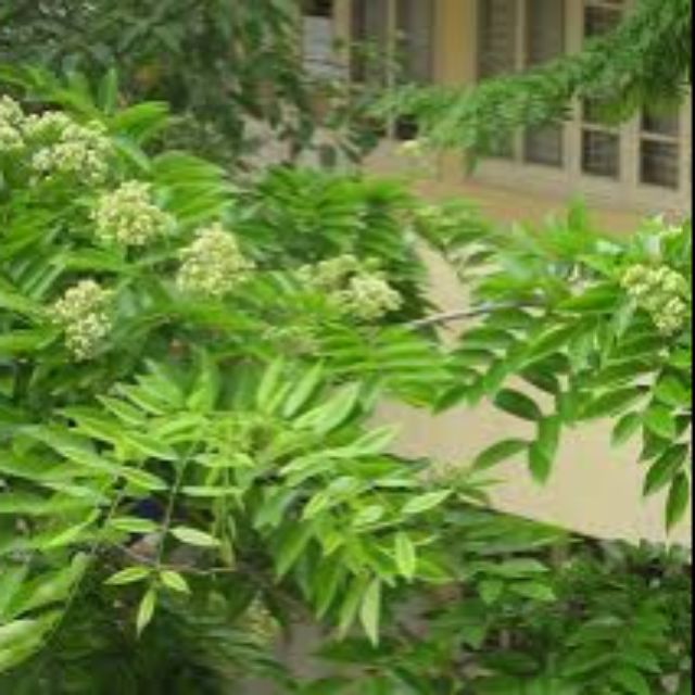 Combo 5 cây gỗ sưa đỏ (huê mộc vàng) cao từ 100cm.