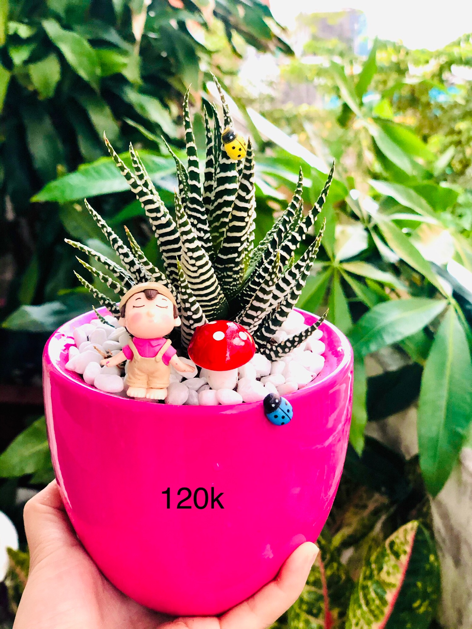 Chậu tiểu cảnh hồng