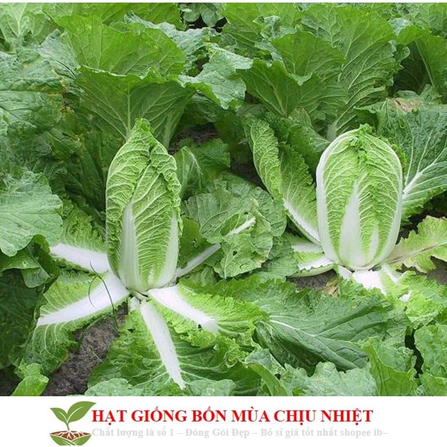 Hạt giống bắp cải thảo trắng -gói 0,2 gram(tặng kèm phân bón)