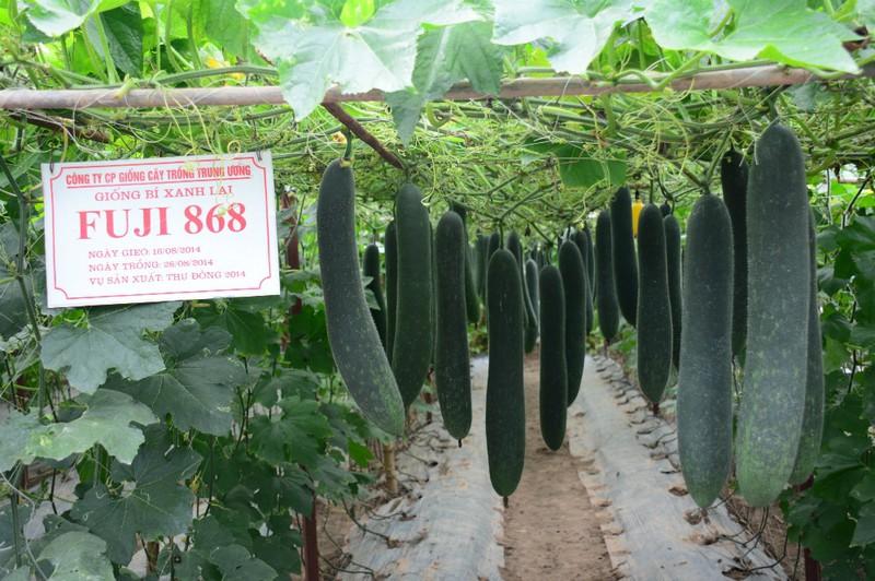 Hạt giống bí xanh dài ( bí sặt ) 1 gói 30 hạt