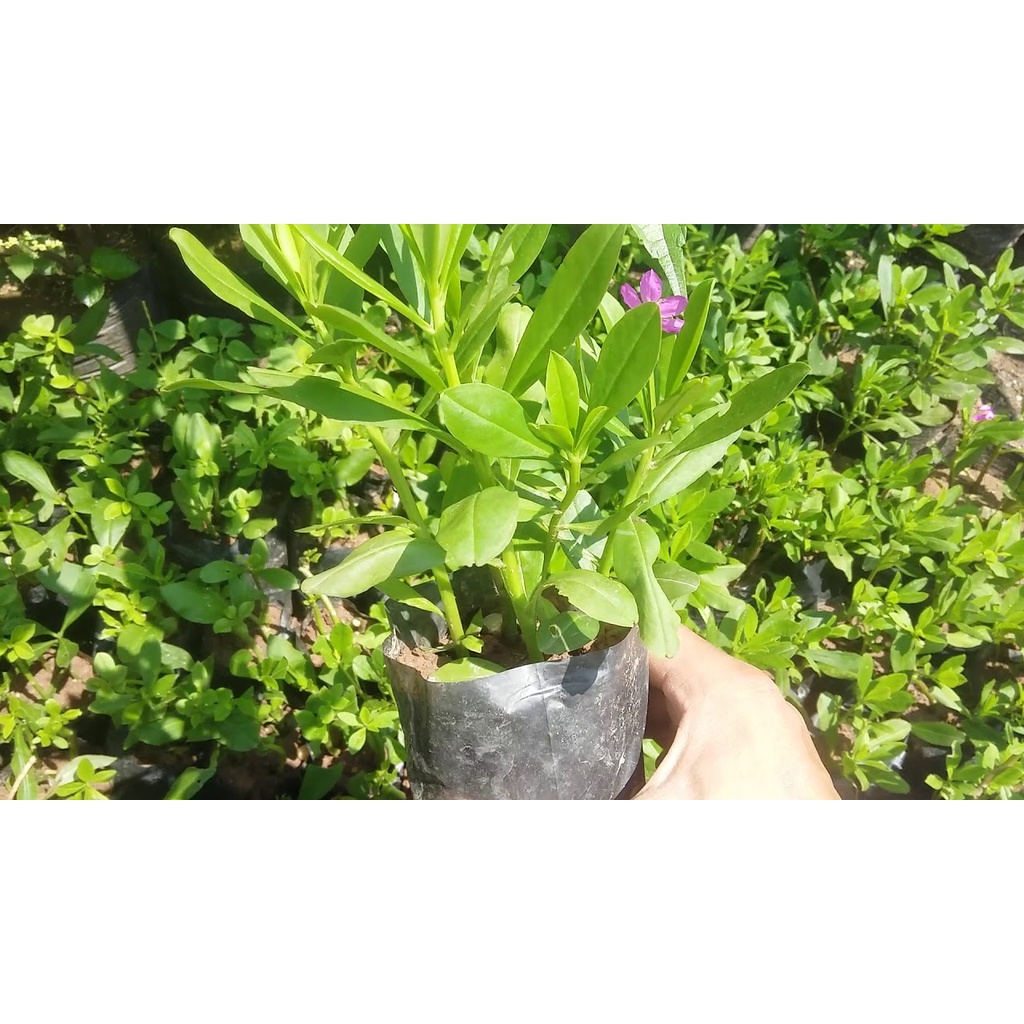 Hạt Giống Sâm Đất - (Talinum.Crassifolium,Willd) - 20 hạt