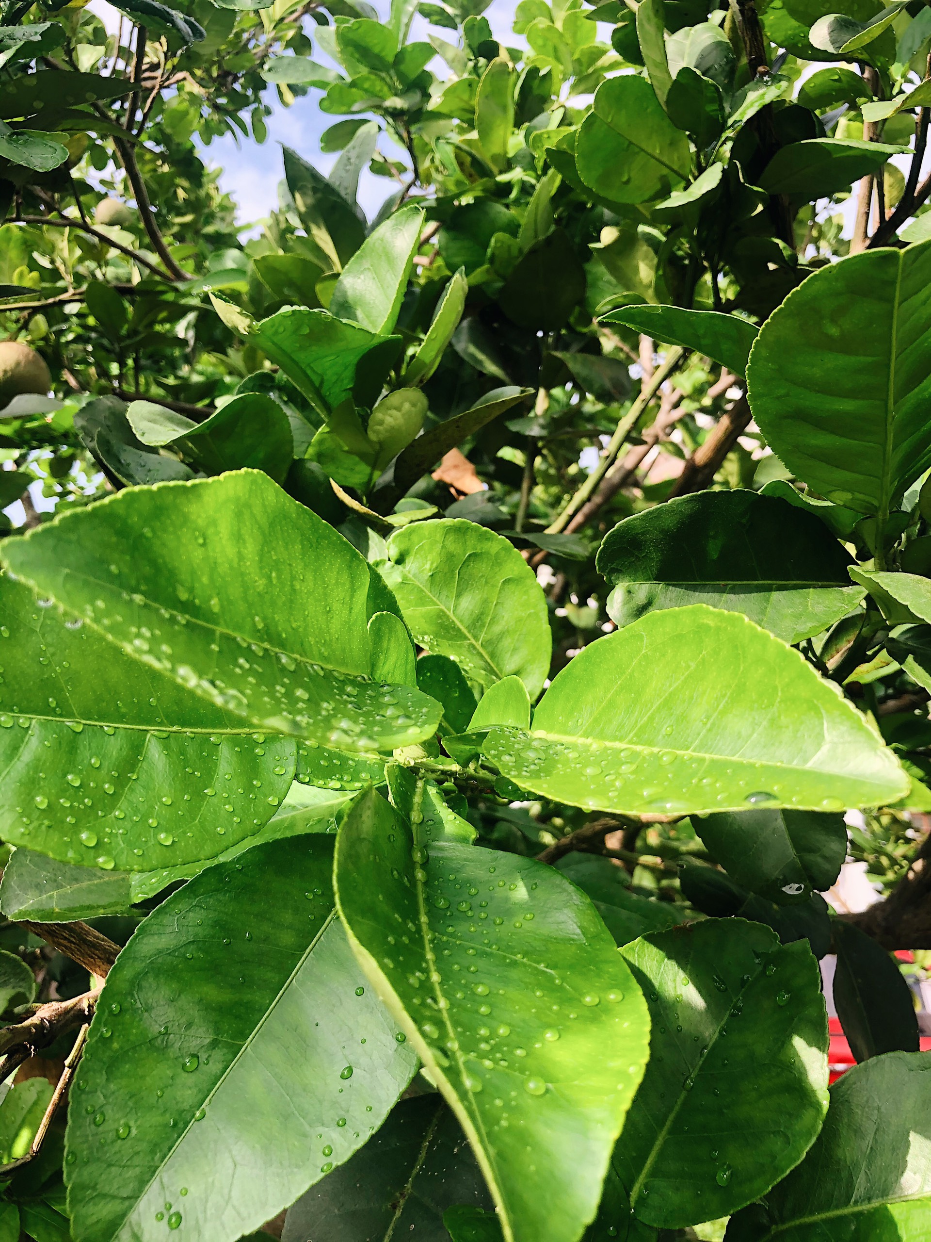 HUMIC RICH - RONG BIỂN