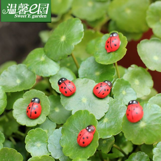 Con Bọ Nhỏ Làm Tiểu Cảnh