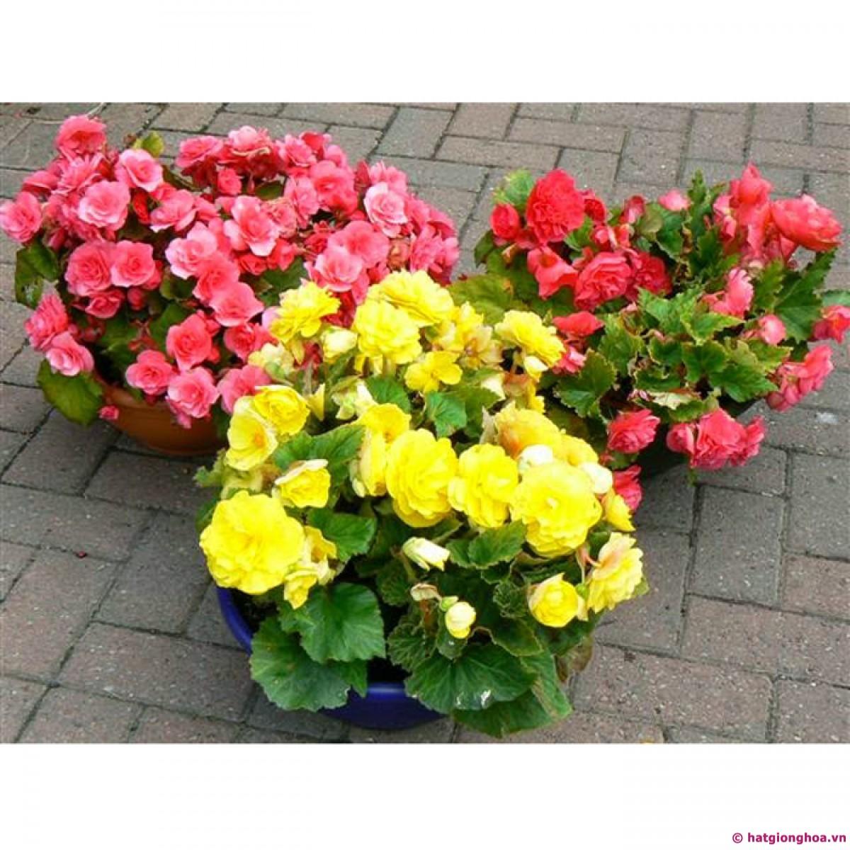 Hạt Giống Hoa Thu Hải Đường Kép Mix