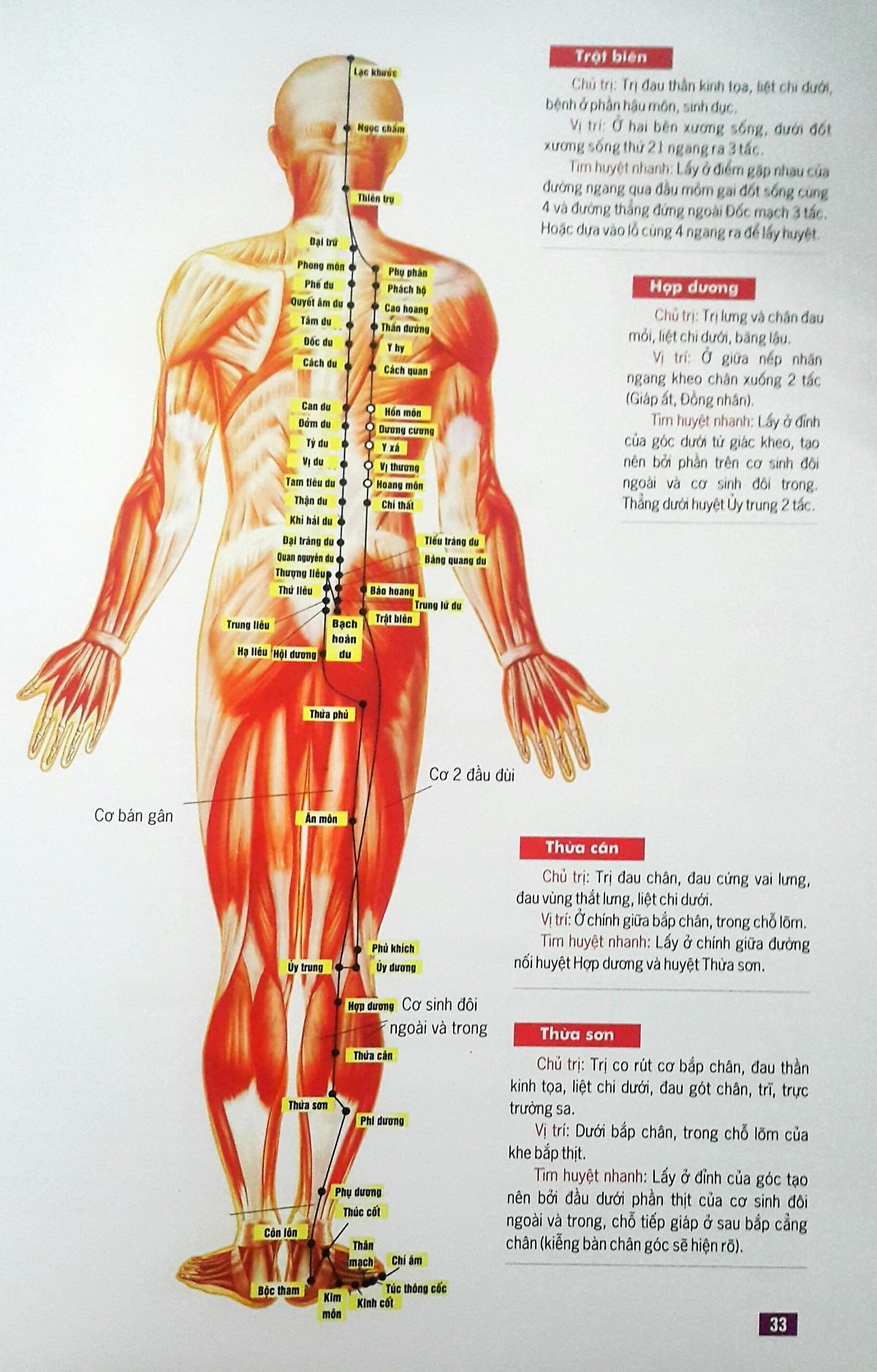 Huyệt Vị Kinh Lạc Cơ Thể Người