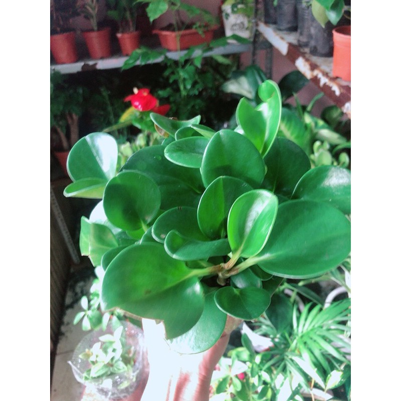 [HCM]Cây Trường Sinh