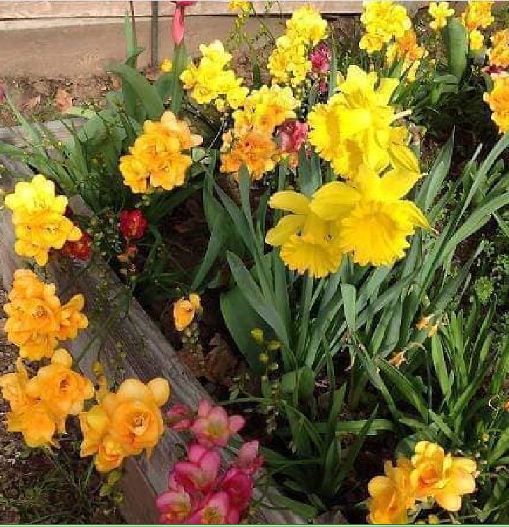 Bộ 5 củ giống hoa lan nam phi nhiều màu - ( Kèm 5 viên nén xơ dừa ươm củ )