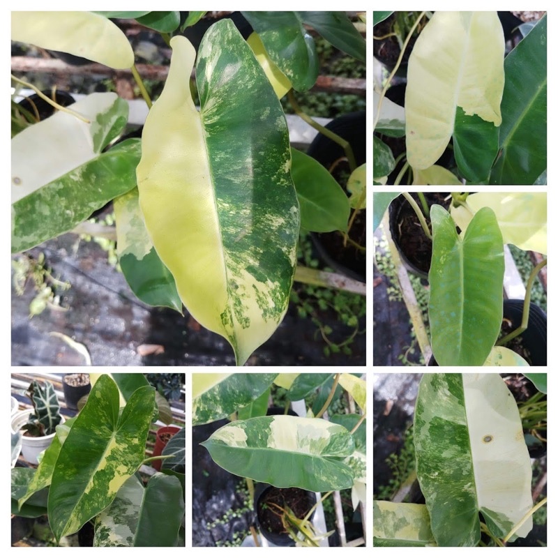 Cây trầu bà Philodendron Burle Marx Variegated