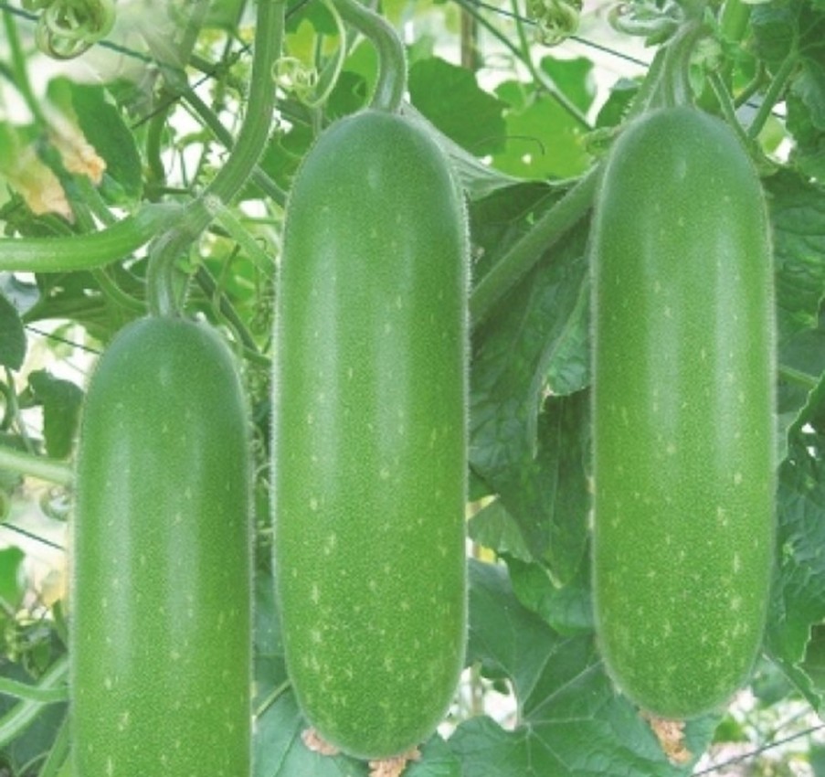 HẠT BÍ ĐAO CHANH - GÓI 1 GRAM