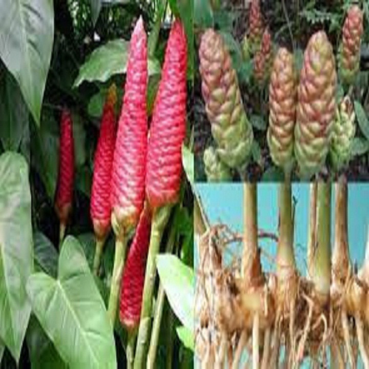 Củ gừng gió lac  kho 500g