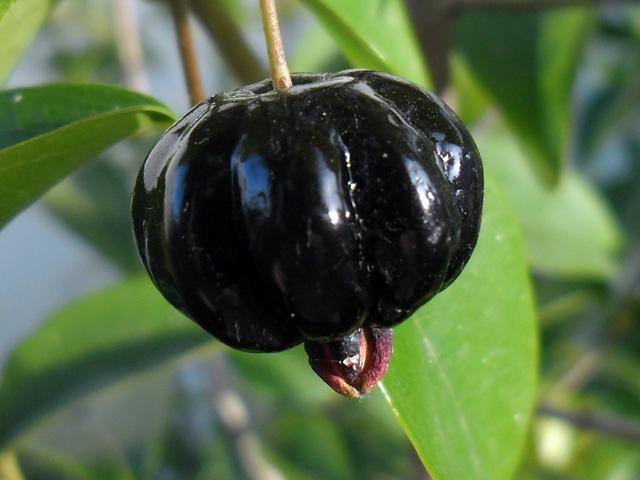 Cherry Surinam (Cherry Khía) - Cây Ăn Quả Giống