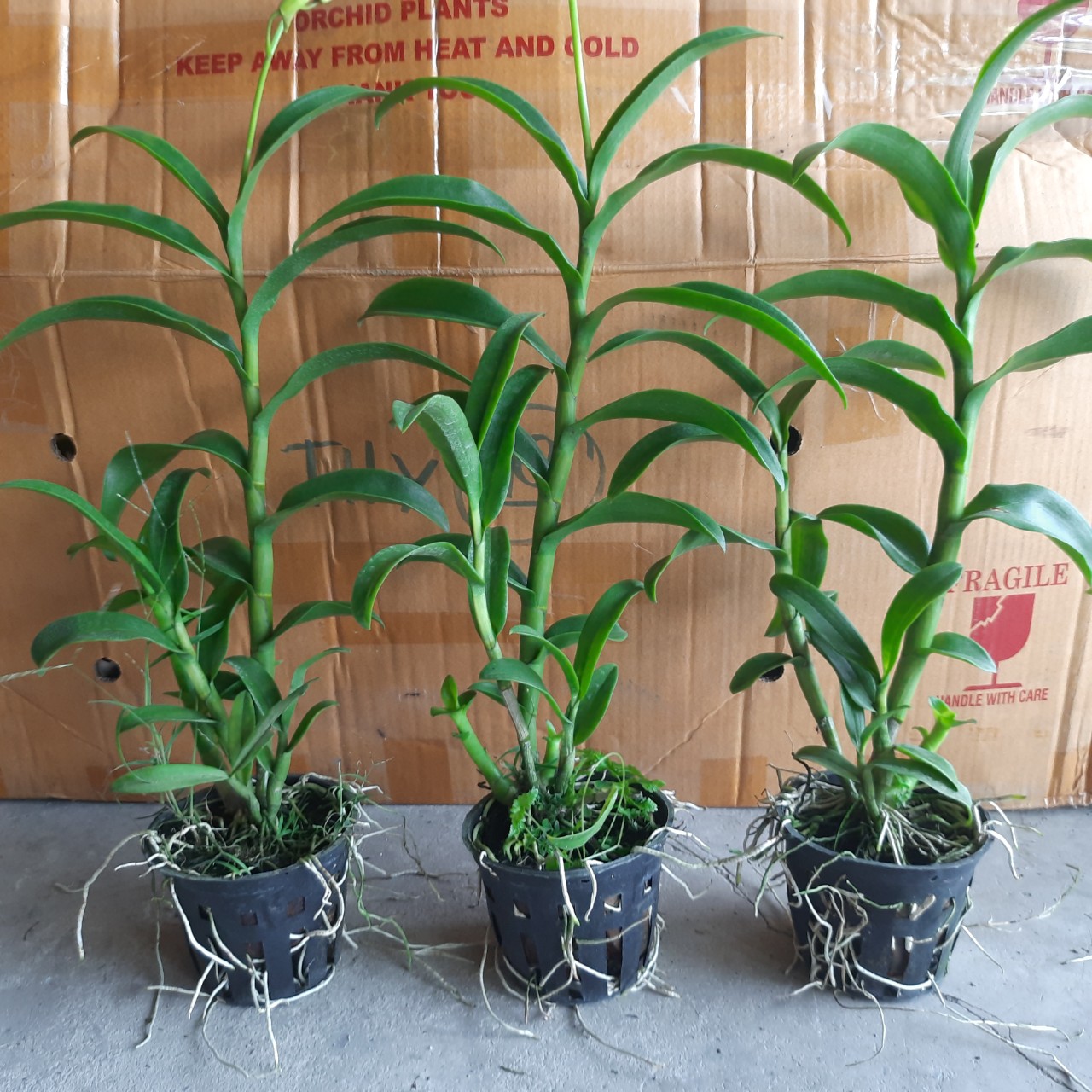 HOA LAN  DENRO 5 CÁNH TRẮNG QUỐC DÂN