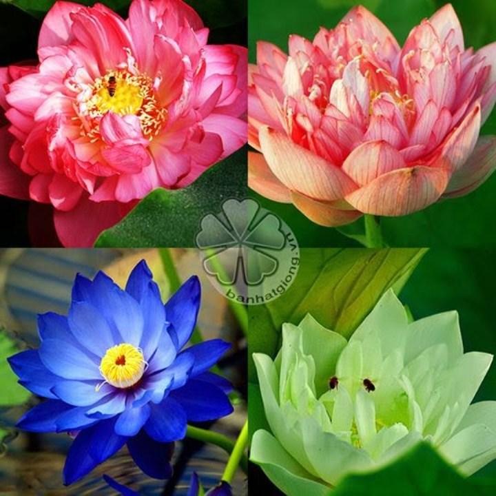 Gói 5 hạt sen cung đình