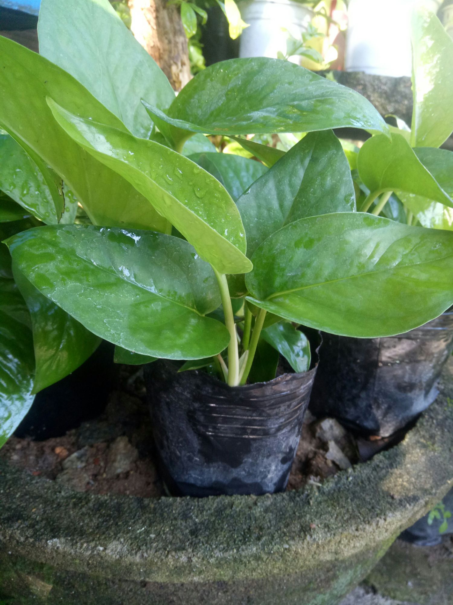Cây trầu bà bầu rất.