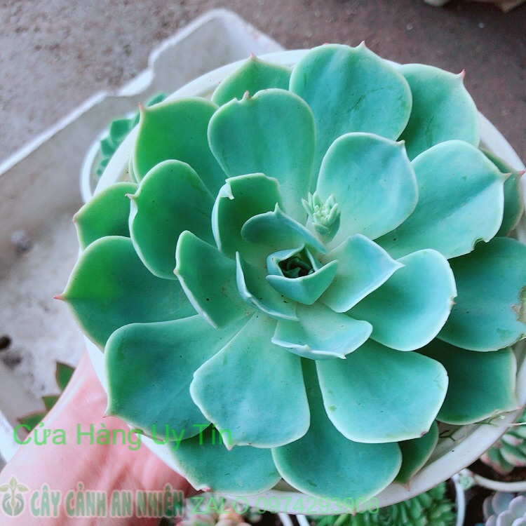 Sen đá xanh đất size lớn