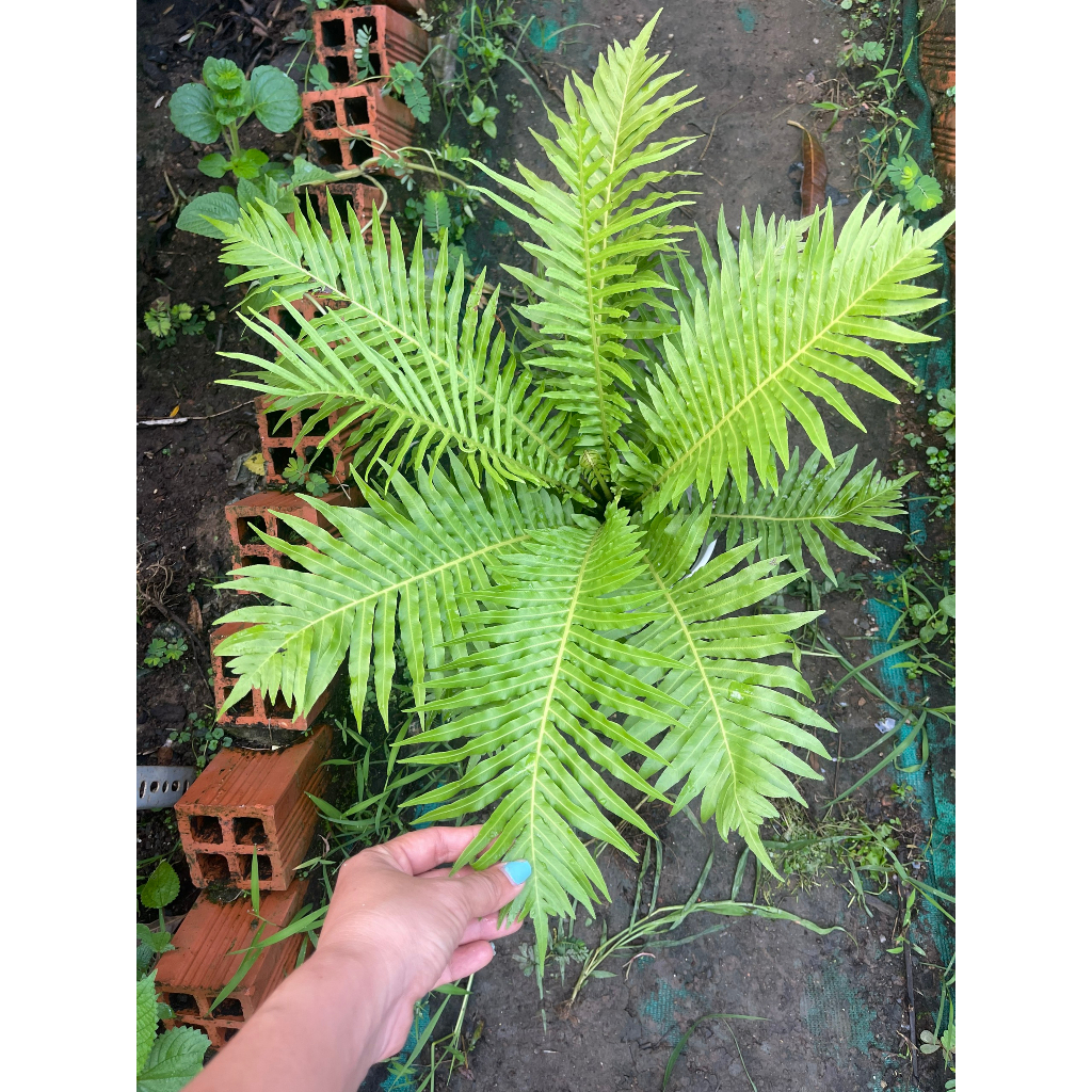 Cây giống dương xỉ Khổng Tước