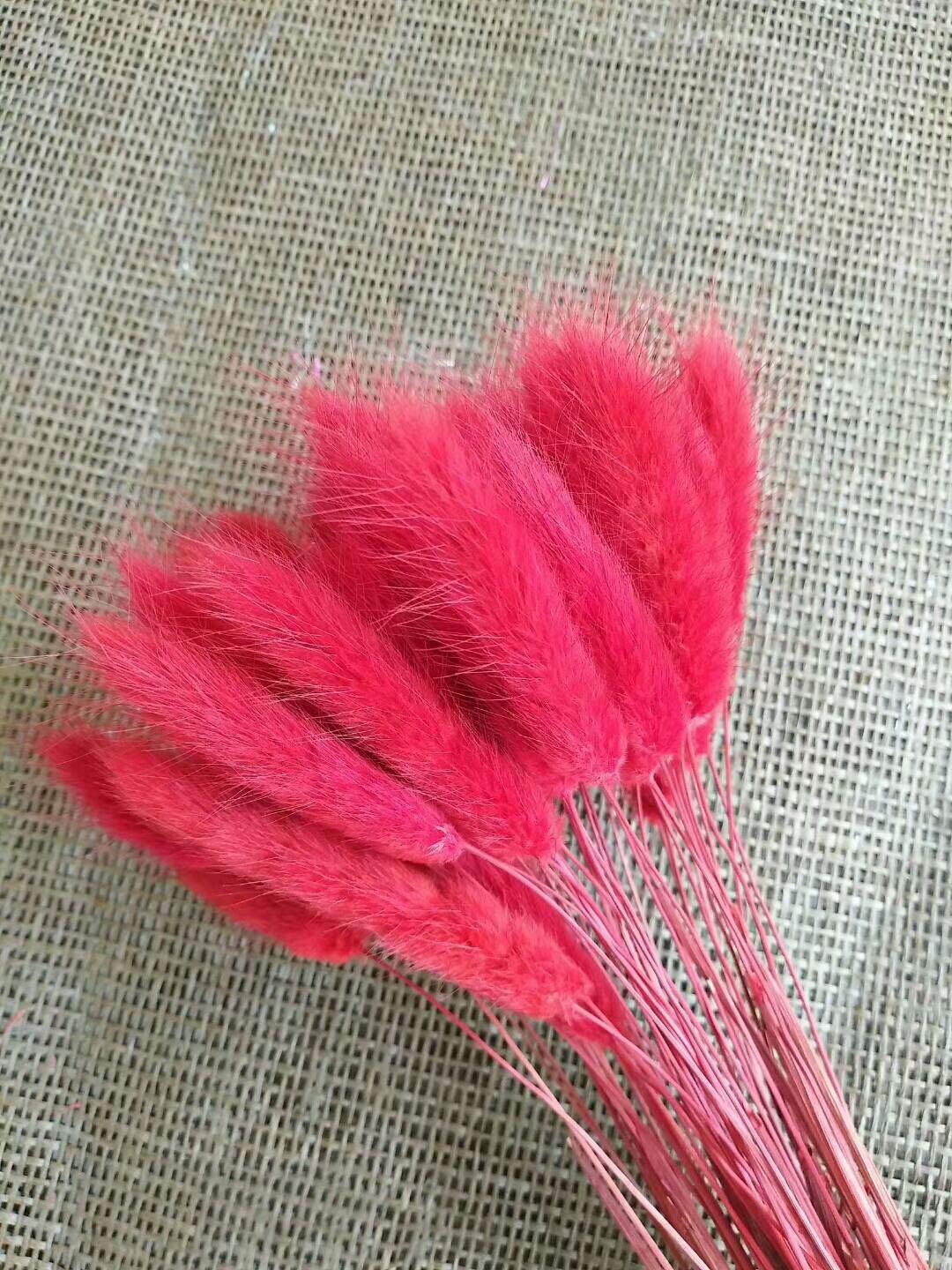 Cỏ đuôi thỏ khô phong cách vintage màu đỏ (60 cành)