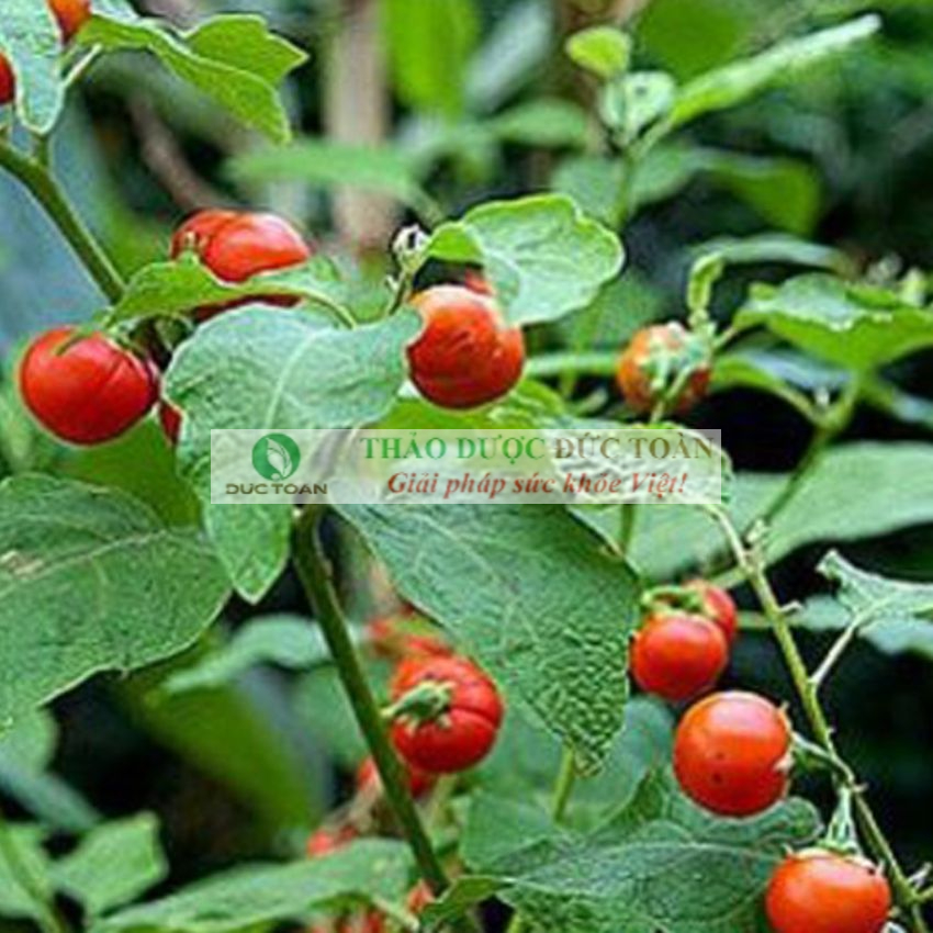 Cà Gai Leo Khô [Giá sỉ] túi 1Kg