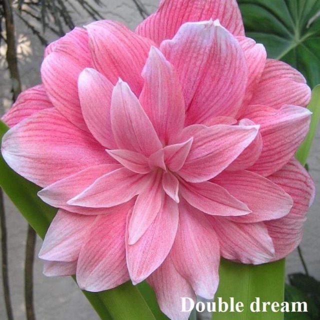 Củ Huệ Kép Giống (Double Dream, Alfresco)