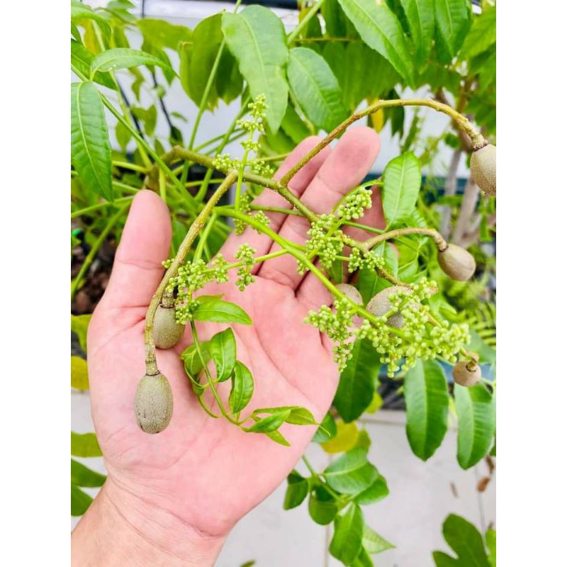 Cây cóc Thái lùn(cây đang cho trái nhiều)
