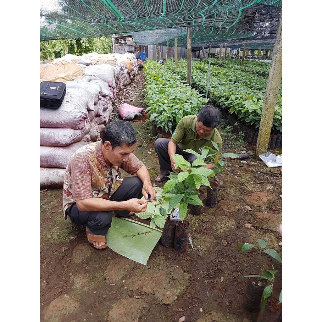 Cây giống Ca Cao ( cho trái sớm) (chuyên cây giống)