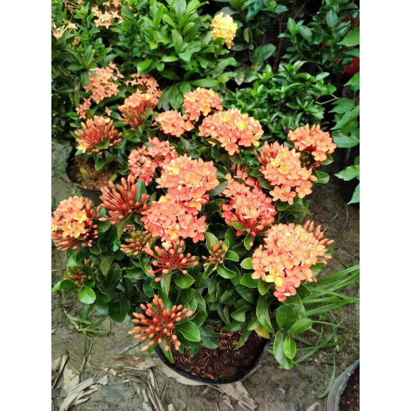 Mẫu đơn đỏ cam lá xoắn siêu bông