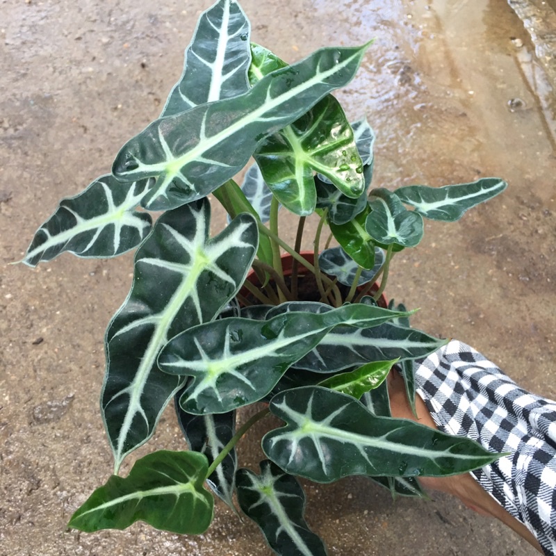 Cây Môn Quan Âm (Cây Môn Tím) Để Bàn [Sản Phẩm Như Hình]