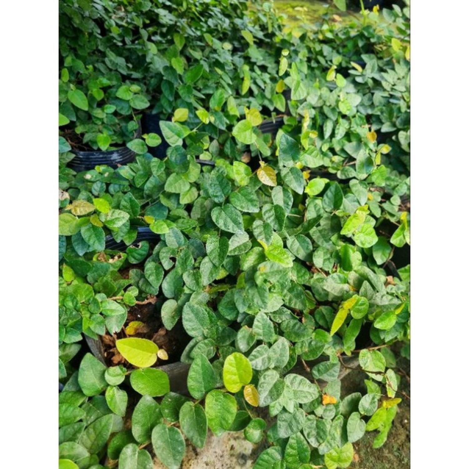Cây thằn lằn (cây vảy ốc)