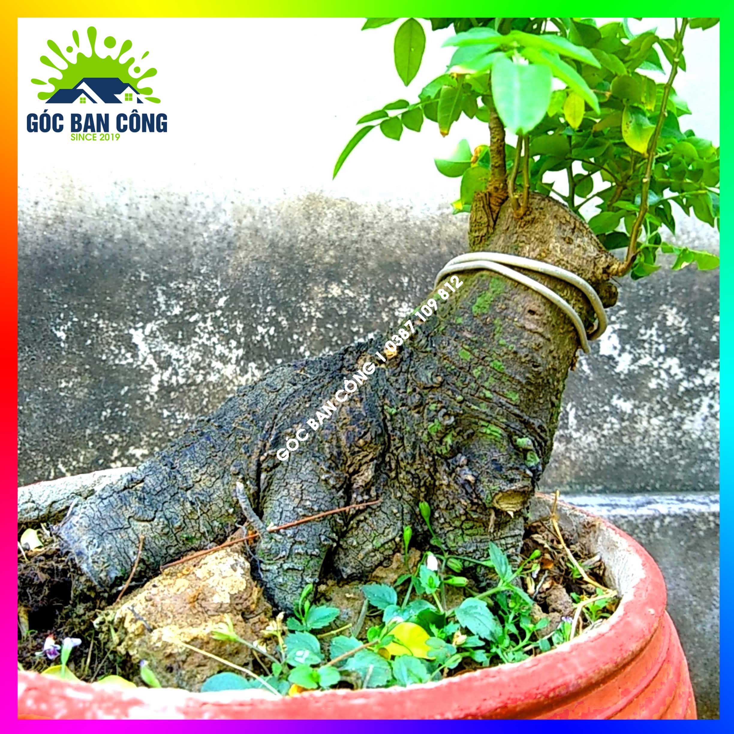 Cây Khế Bonsai Mini Gốc Quái - KBS20