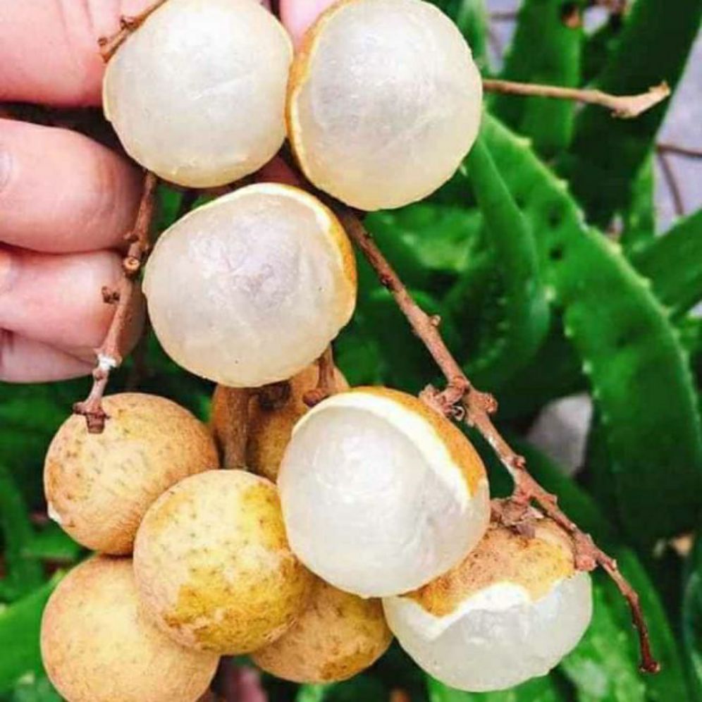 Nhãn thạch kiệt... giống Nhãn hạt lép