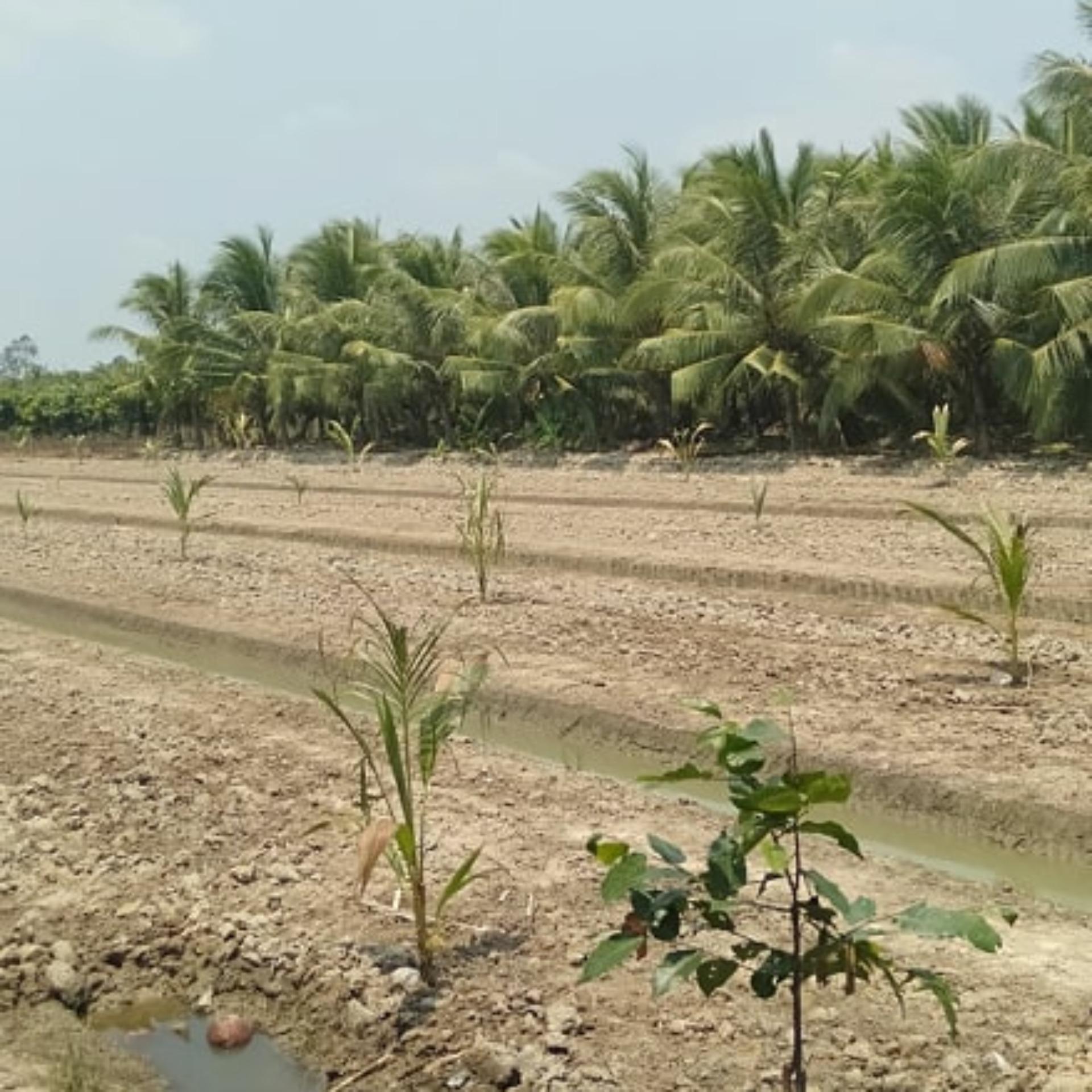 CÂY GIỐNG DỪA SÁP ĐẶC RUỘT