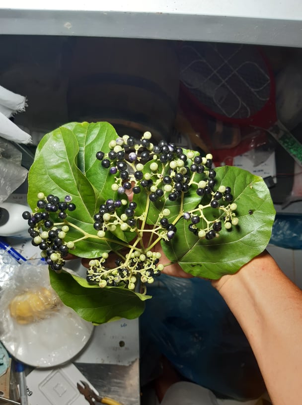 50 Hạt giống cây lá cách