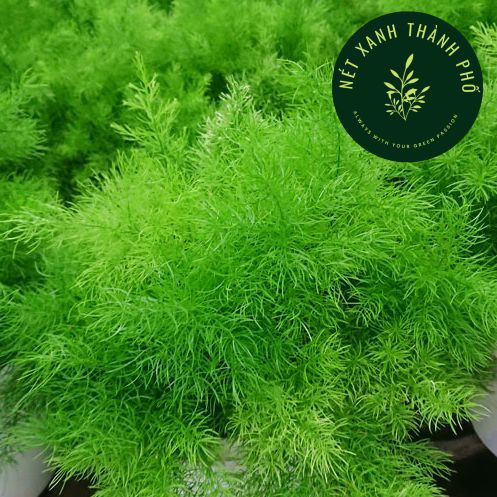 [GIAO HÀNG 2 GIỜ] Hạt giống Măng Tây dễ trồng 0,2g