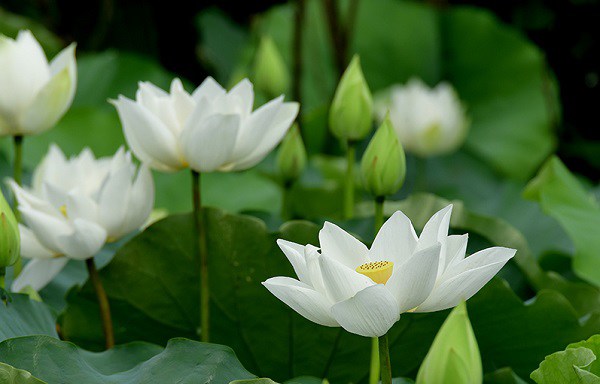 Chậu cây hoa sen trắng là một món quà tuyệt vời để tặng người thân yêu. Cây hoa sen trắng tượng trưng cho sự thanh tịnh và sự tập trung, giúp cho không gian sống của bạn thêm phần tươi đẹp và thanh lịch. Hãy cùng ngắm nhìn hình ảnh chậu cây hoa sen trắng và cảm nhận được sự thanh nhã và tươi mới của chúng.