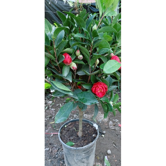 Cây Trà My Cánh Kép Size Lớn