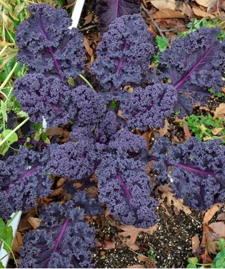 Hạt giống cải xoăn Kale