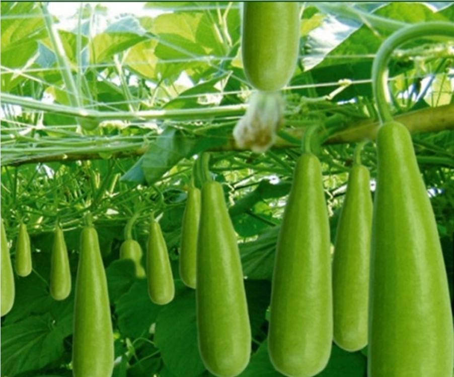 Hạt giống Bầu xị