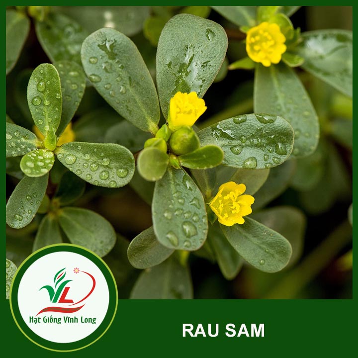 Hạt giống Rau sam - 1g