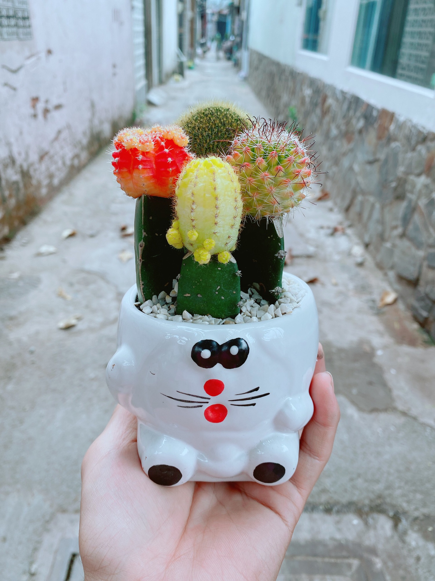 Chậu xương rồng tiểu cảnh