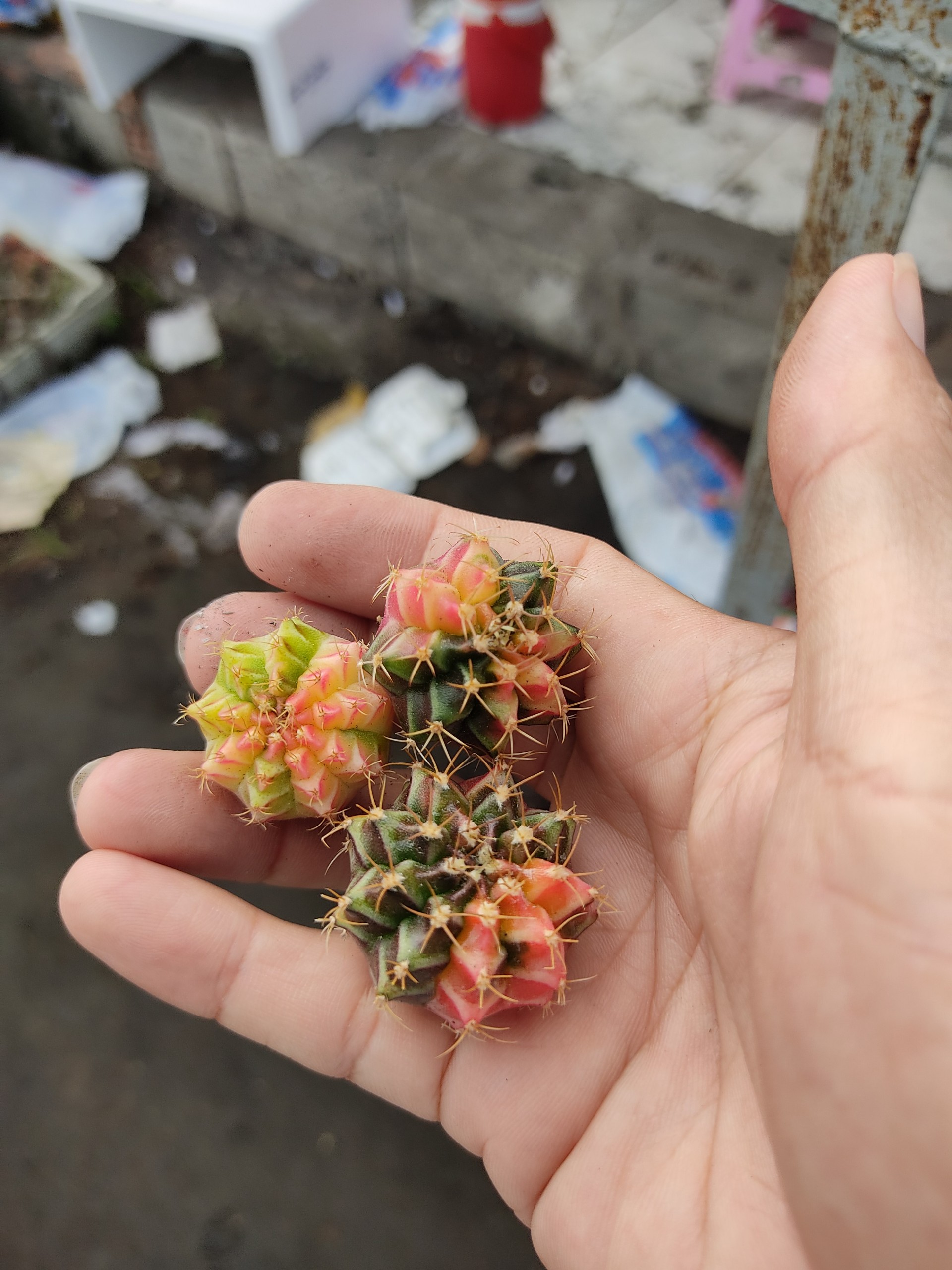 Xương rồng GYM LEM mini (size 2-3 cm)