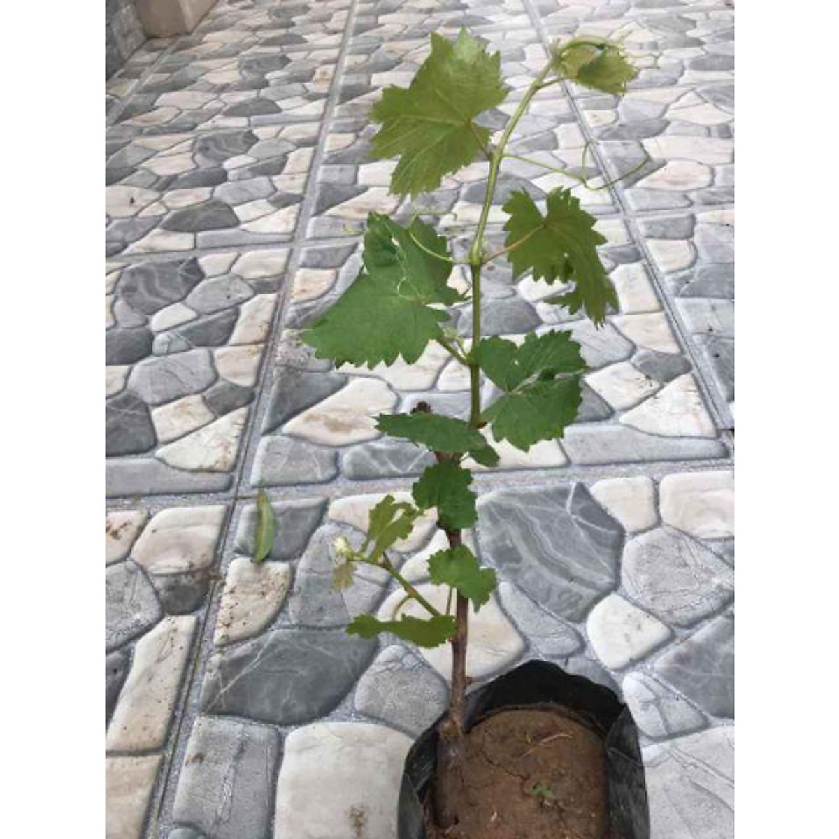 Cây giống Nho Ngón Tay