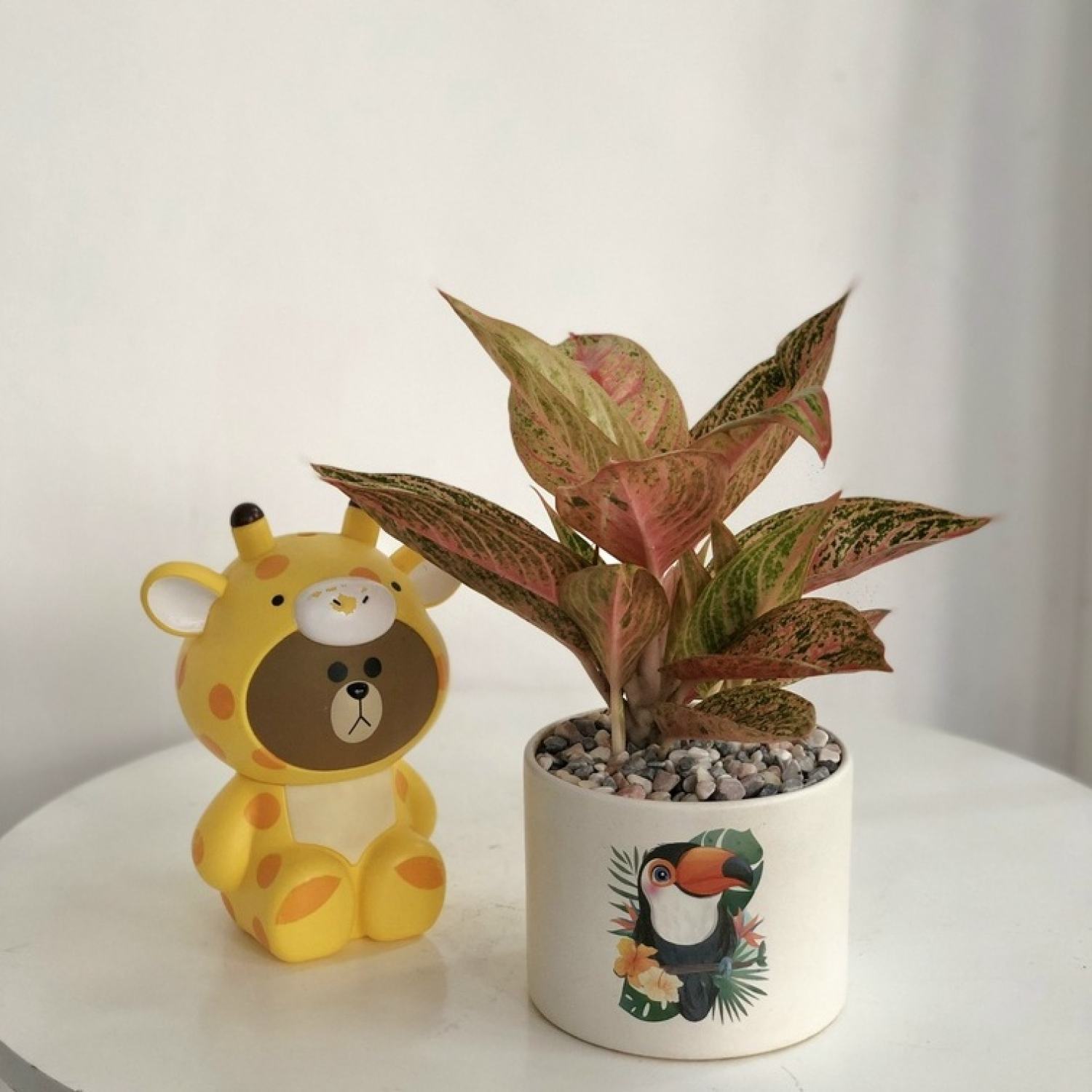 CHỈ GIAO HỎA TỐC, Cây Thịnh Vượng để bàn kèm chậu sứ
